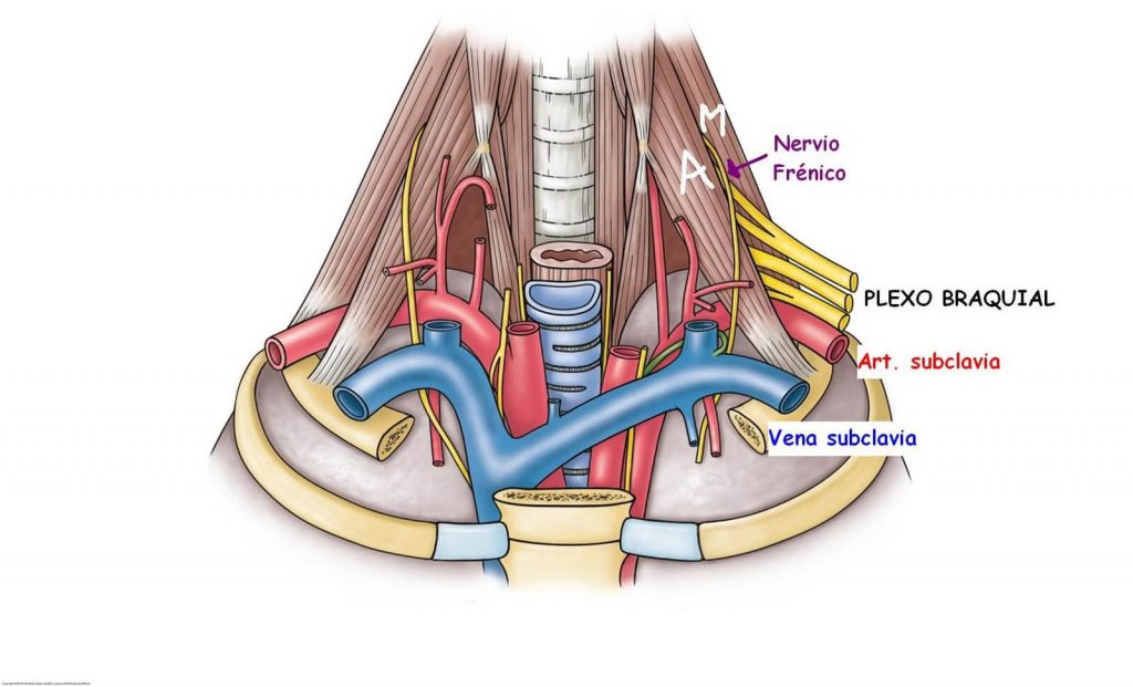 Anatomía de los escalenos y paso del paquete vasculonervioso, espacio subclavicular y plexo braquial.